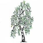 береза вниз гілки