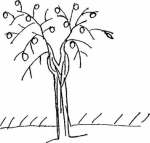 роздв стовбур